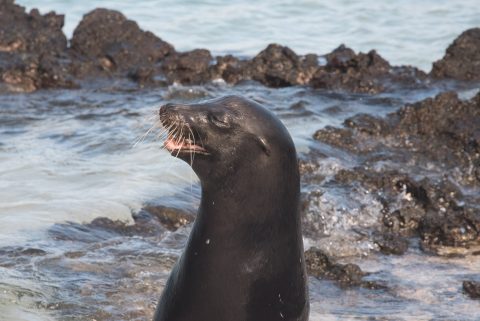 Sea Lion, Sombrero Chino island