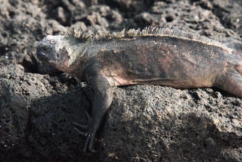 Marine iguana, Sombero Chino island