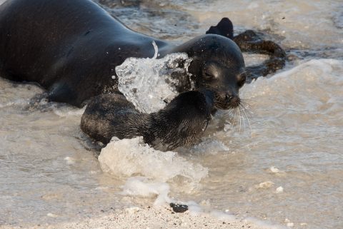 Sea Lion, Sombrero Chino island