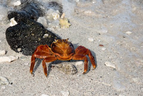 Sally light foot crab, Sombrero Chino island