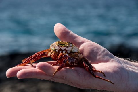 Discarded shell of Sally Light foot crab, Sombrero Chino island