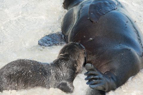Sea Lion, Sombrero Chino island