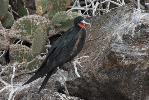 Frigate bird, Darwin Bay, Genovesa
