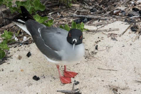 Swallow tailed gull, Darwin Bay, Genovesa