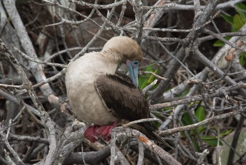 Red footed booby, Darwin Bay, Genovesa