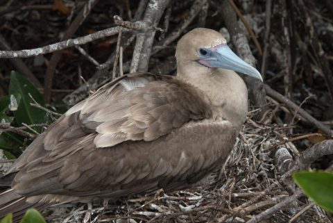 Red footed booby, Darwin Bay, Genovesa