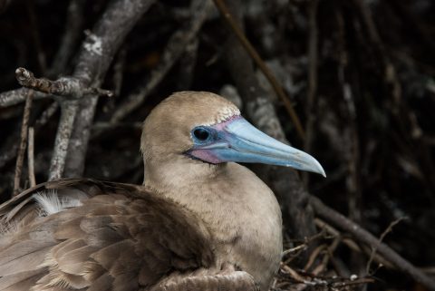Red footed booby, Darwin Bay, Genovesa