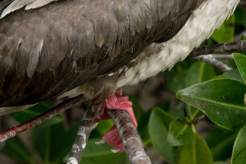 Red footed booby, Darwin Bay, Genovesa