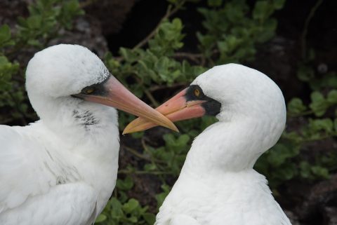 Nazca boobies, Darwin bay, Genovesa