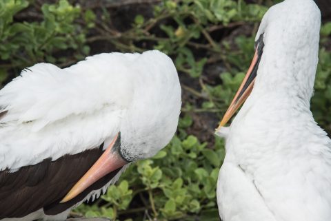 Nazca boobies, Darwin bay, Genovesa