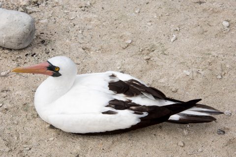 Nazca booby, Darwin bay, Genovesa