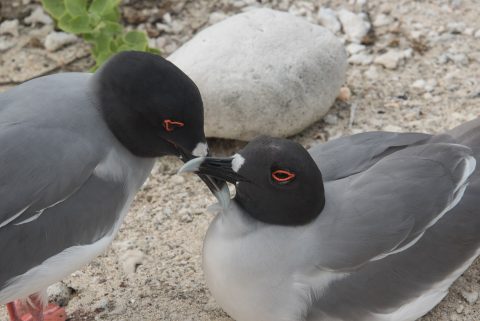 Swallow tailed gulls, Darwin Bay, Genovesa