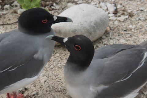 Swallow tailed gulls, Darwin Bay, Genovesa