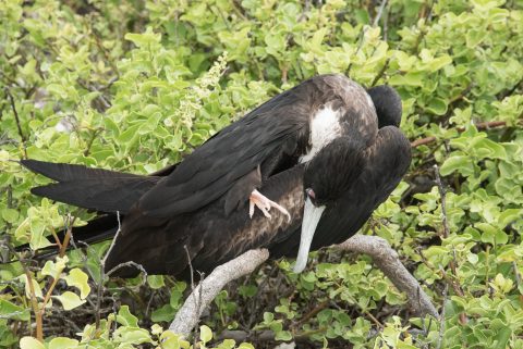 Frigate bird, Darwin Bay, Genovesa
