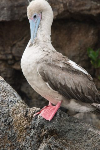 Red footed booby, Darwin Bay, Genovesa