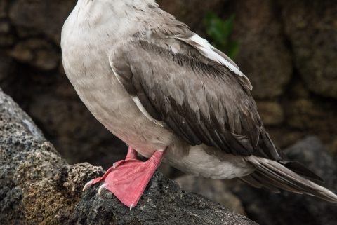 Red footed booby, Darwin Bay, Genovesa