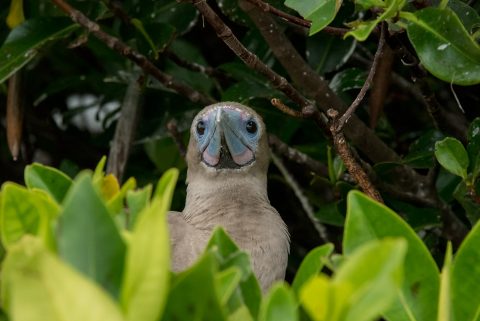 Red footed booby, Darwin Bay, Genovesa
