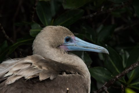 Red footed booby, Darwin Bay, Genovesa