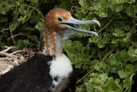 Young Frigate Bird, Darwin Bay, Genovesa