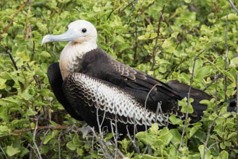 Young Frigate Bird, Darwin Bay, Genovesa