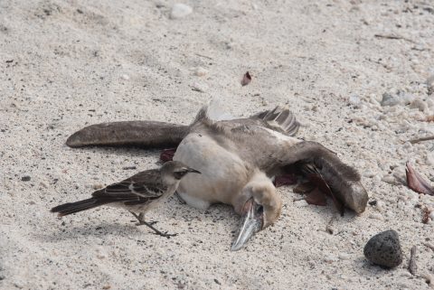 Galapagos Mockingbird scavening, Darwin Bay, Genovesa