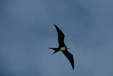 Frigate bird, Darwin Bay, Genovesa