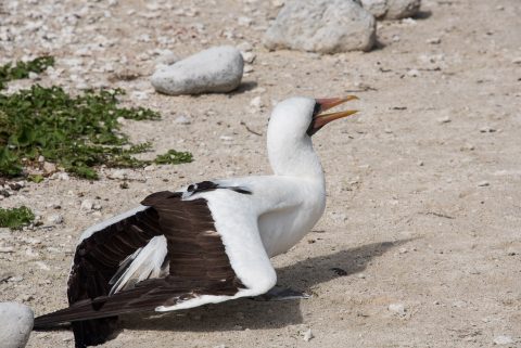 Nazca booby, Darwin bay, Genovesa