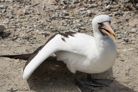 Nazca booby, Darwin bay, Genovesa
