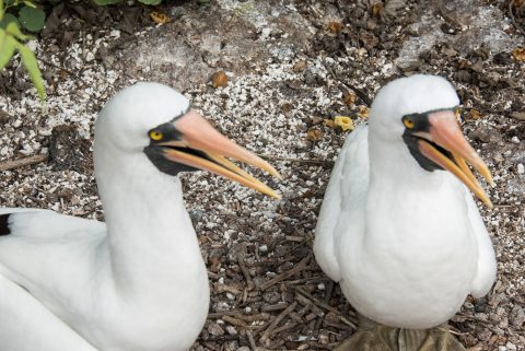 Nazca boobies, Genovesa
