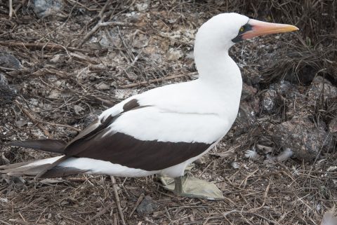 Nazca booby, Genovesa
