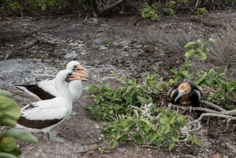 Nazca boobies with young Frigate bird, Genovesa