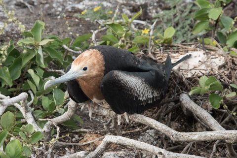 Young Frigate Bird, Genovesa