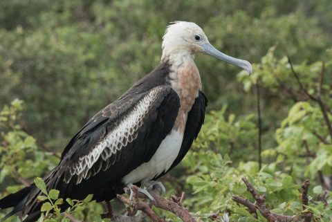 Young Frigate Bird, Genovesa