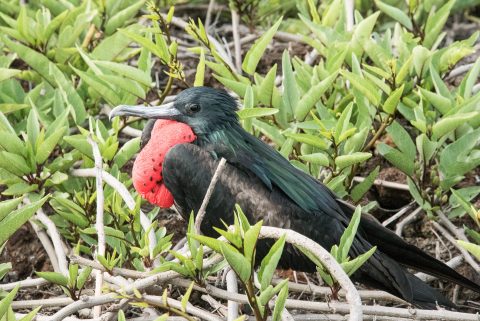 Frigate bird, Genovesa