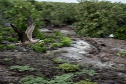 Red footed bobby in flight, Genovesa