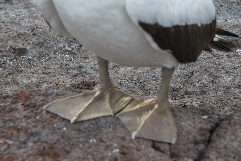 Green feet, Nazca Booby, Genovesa
