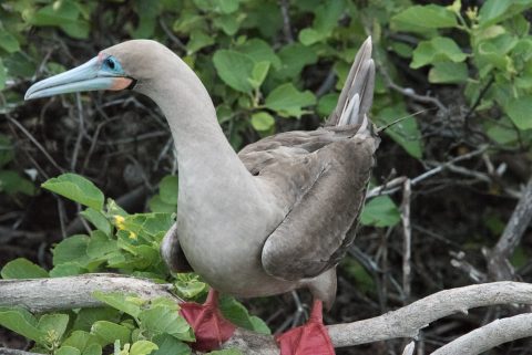 Red footed bobby, Genovesa