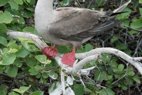 Red footed bobby, Genovesa