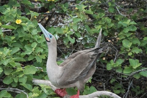 Red footed bobby, Genovesa