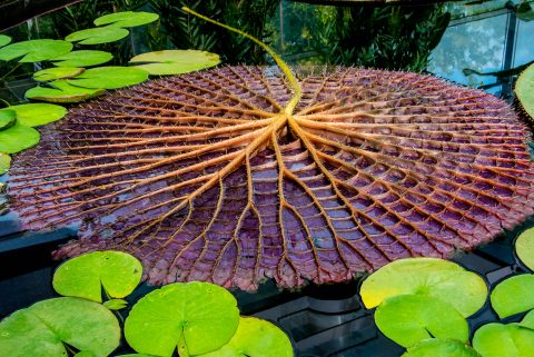 Amazon Waterlily, Botanic Gardens, Adelaide
