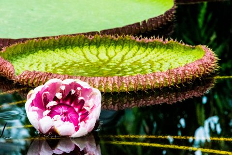 Amazon Waterlily, Botanic Gardens, Adelaide