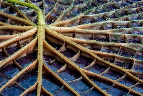 Amazon Waterlily, Botanic Gardens, Adelaide