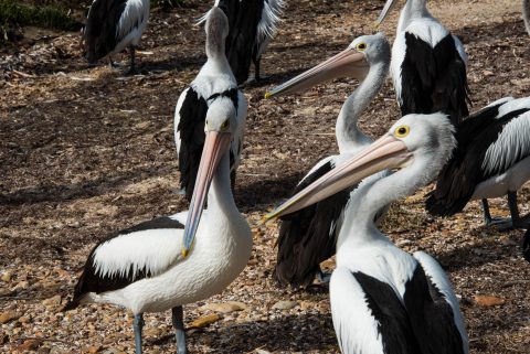 Pelicans, American River, Kangaroo Island