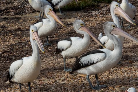 Pelicans, American River, Kangaroo Island