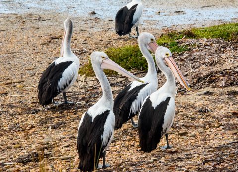 Pelicans, American River, Kangaroo Island