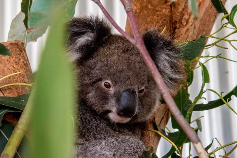 Koala, KI Wildllife Park