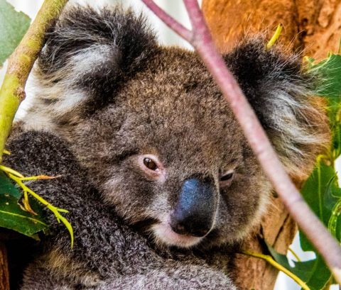 Koala, Kangaroo Island, South Australia