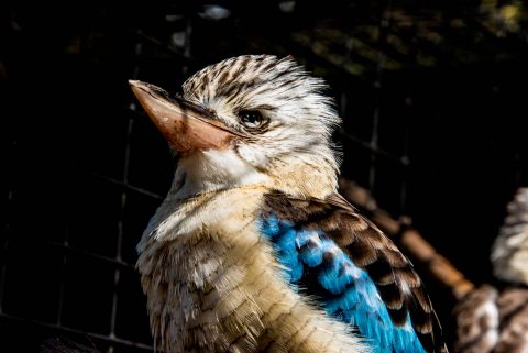 Laughing Kookaburra, KI Wildlife Park