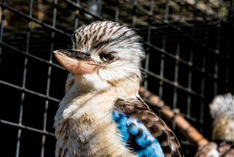 Laughing Kookaburra, KI Wildlife Park