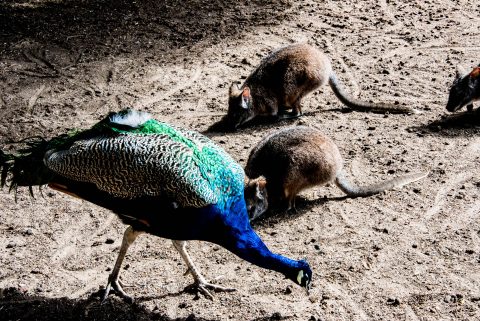 Peacock & wallabies, KI WIldlife Park